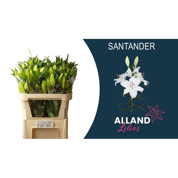 <h4>Li Or Santander</h4>