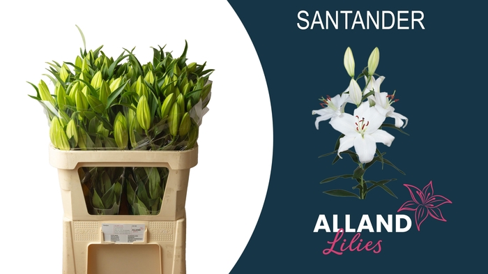 <h4>LI OR SANTANDER</h4>