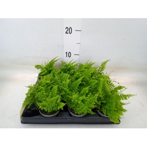 Nephrolepis exal.   ...