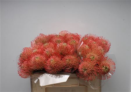 <h4>Leuco Ayoba Pink</h4>