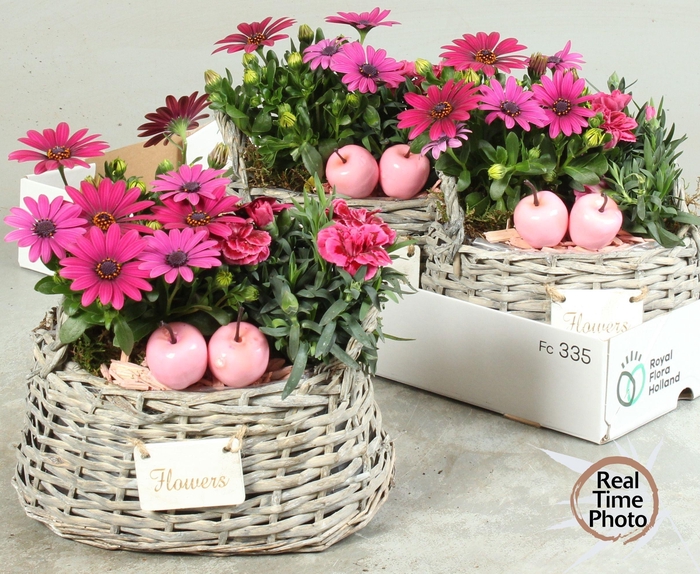 <h4>ARR TUINPLANTEN</h4>