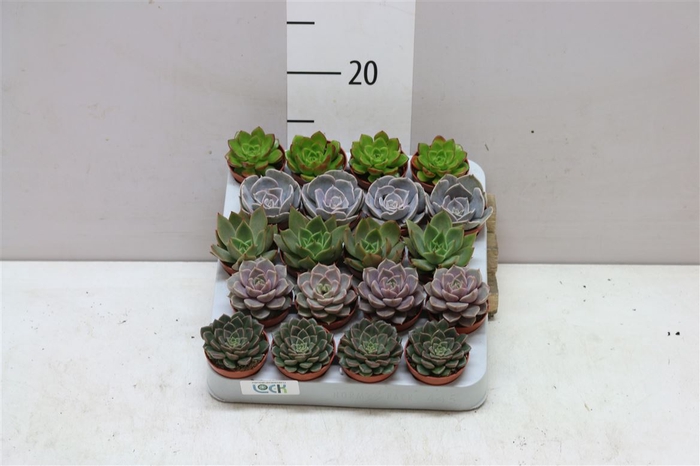 <h4>Echeveria Gemengd</h4>