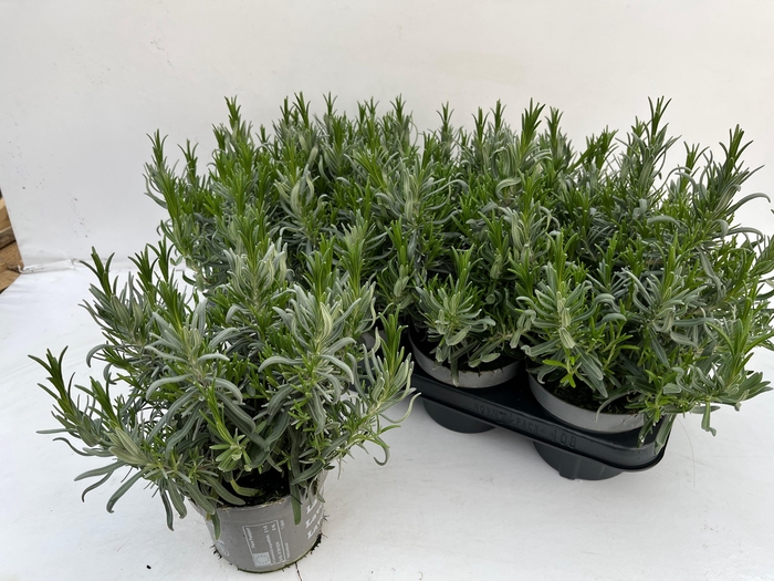 <h4>LAVAN AN DWARF BLUE</h4>