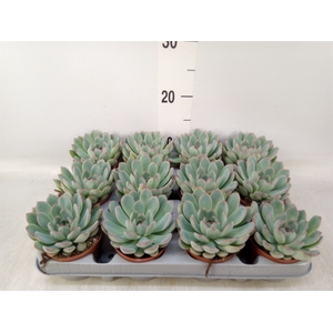 Echeveria  'Apus'
