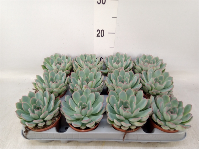 <h4>Echeveria  'Apus'</h4>