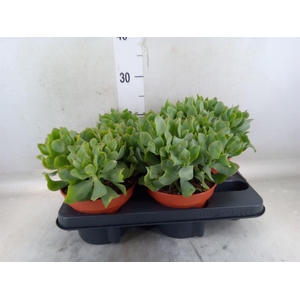 Crassula arborescens subsp. undilat