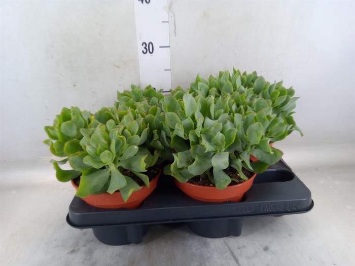 <h4>Crassula arborescens subsp. undilat</h4>