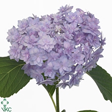 HYD Painted Light Blue PRE