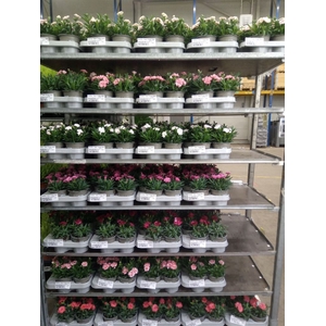 Dianthus  'Super Trouper Oscar'
