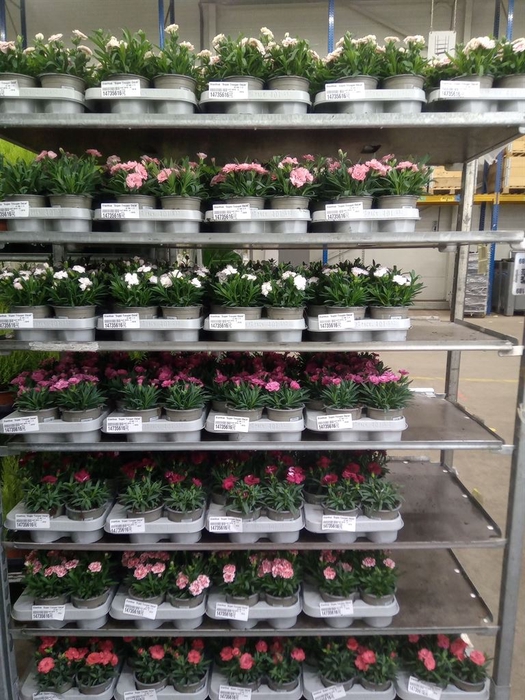 <h4>Dianthus  'Super Trouper Oscar'</h4>