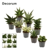 Sansevieria Luxury Mix 6 cm (Decorum)