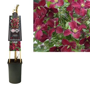 Clematis vit. 'Vitiwester'® PBR +3.0 label