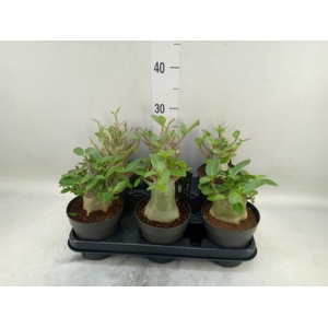 Adenium NB 'Ansu Baobab'