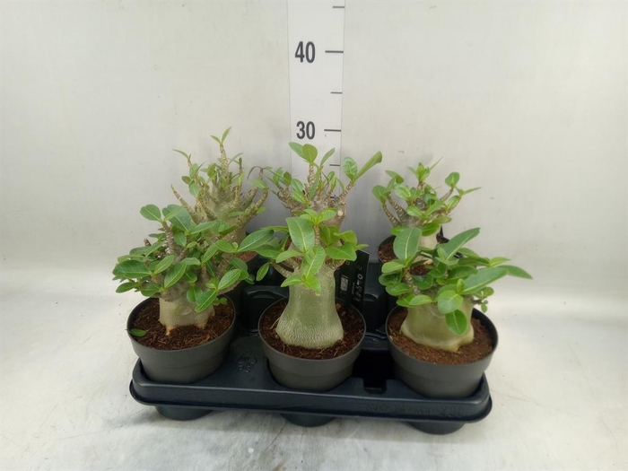 Adenium NB 'Ansu Baobab'