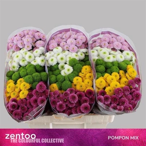 Chr San Mix Pompon Zentoo
