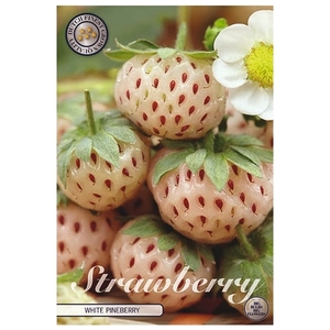 Strawberry White pineberry x2