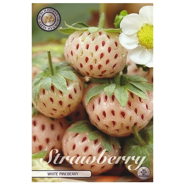 <h4>Strawberry White pineberry x2</h4>