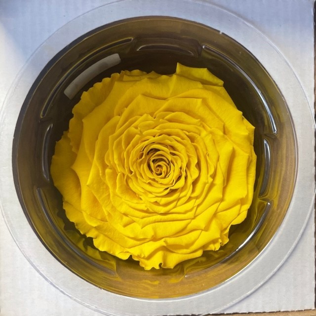 Rose stab. XXL Yel-02
