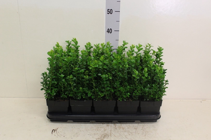 <h4>Buxus semp.   ...</h4>