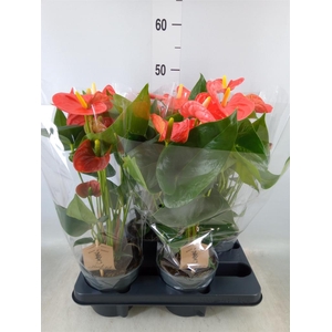 Anthurium andr. 'Sierra Orange'