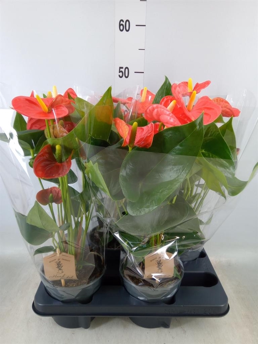 <h4>Anthurium andr. 'Sierra Orange'</h4>