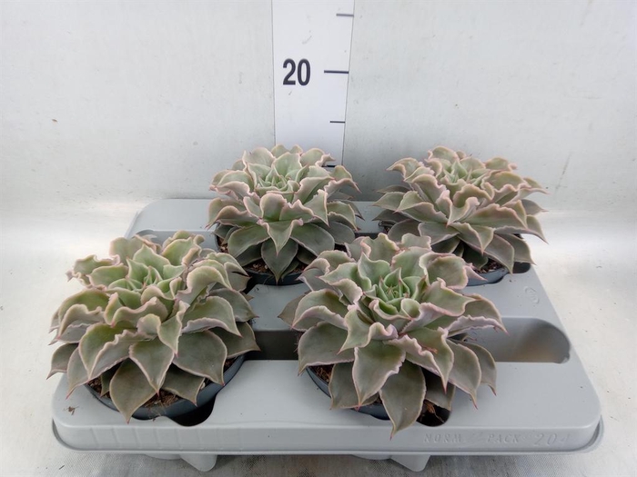<h4>Echeveria   ...</h4>