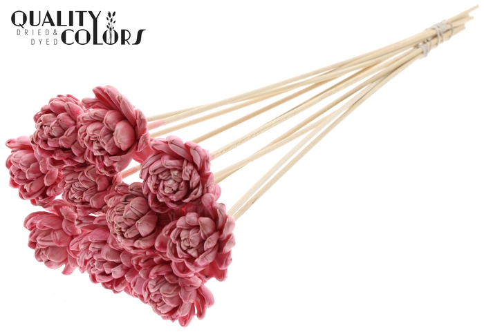 <h4>Shola New Beauty Rose 6cm on stem Wax Light Pink</h4>