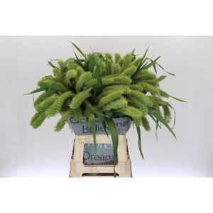 SETARIA IT VOLL MELK