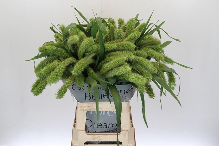 <h4>SETARIA IT VOLL MELK</h4>