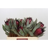 Protea Barbigera Ruby Princess Air