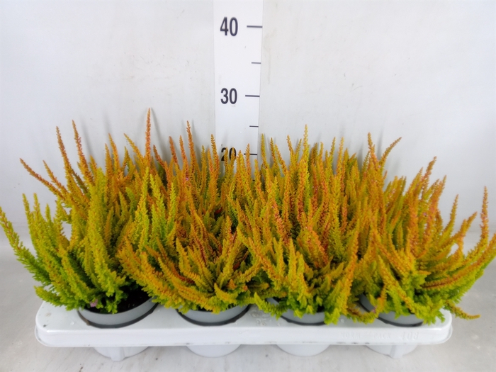<h4>Calluna vulg. 'Skyline'   ...mix</h4>