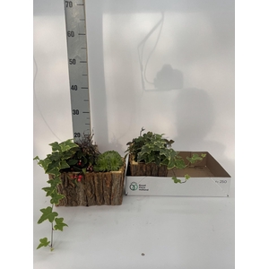 ARR TUINPLANTEN