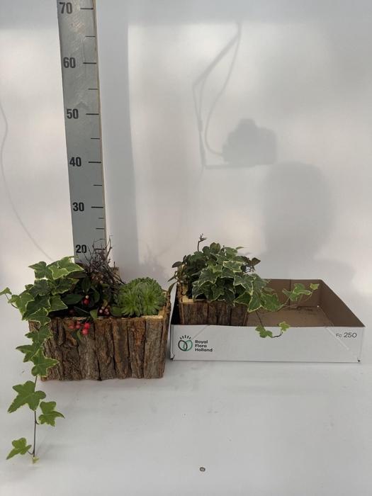 <h4>ARR TUINPLANTEN</h4>