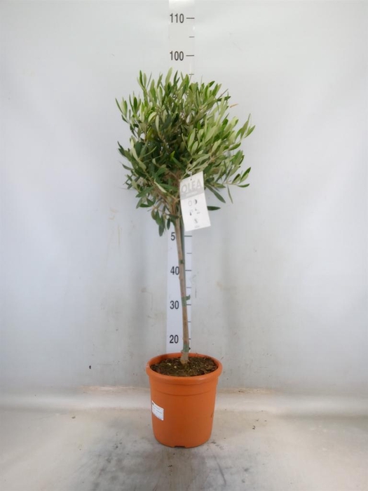 <h4>Olea europaea</h4>