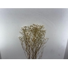 Dried Limon Diamond White Bunch