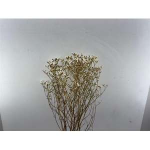 Dried Limon Diamond White Bunch
