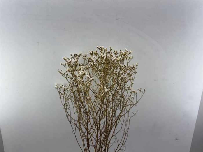 Dried Limon Diamond White Bunch