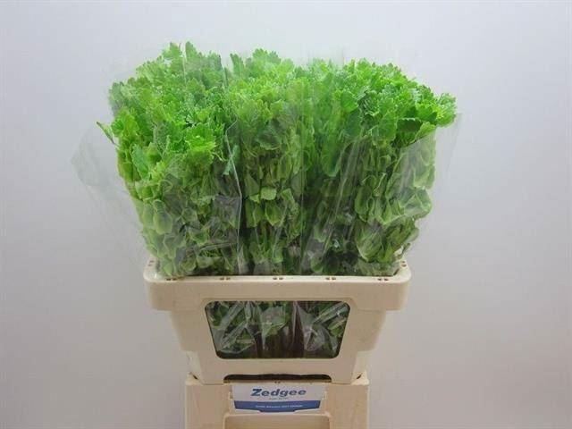 <h4>MOLUCCELLA LAEVIS</h4>