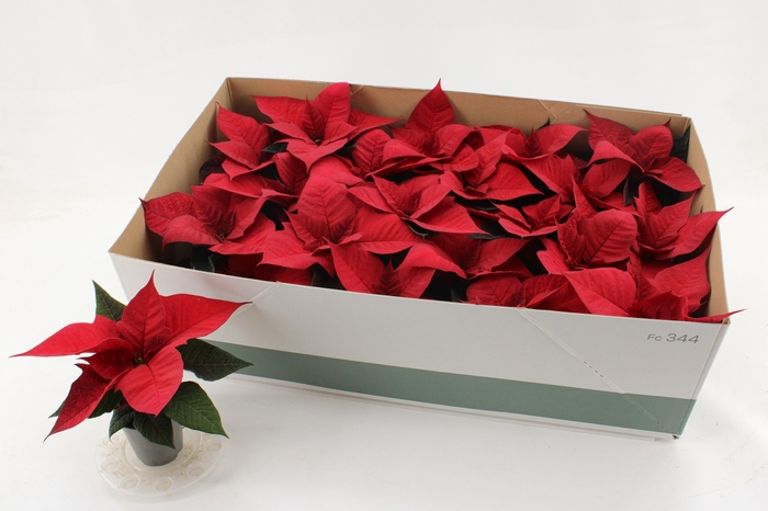 <h4>EUPHOR P CHR F RED</h4>