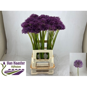 ALLIUM GLADIATOR