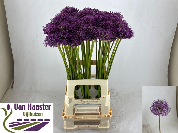 <h4>ALLIUM GLADIATOR</h4>
