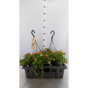 Portulaca   ...mix in pot
