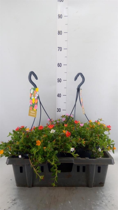 <h4>Portulaca   ...mix in pot</h4>
