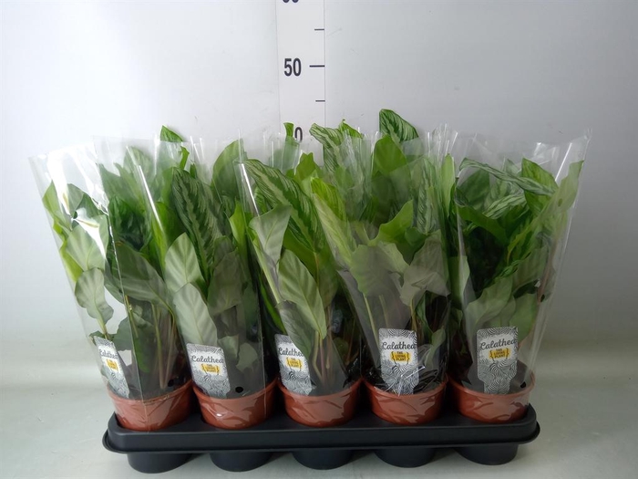 <h4>Calathea ...</h4>