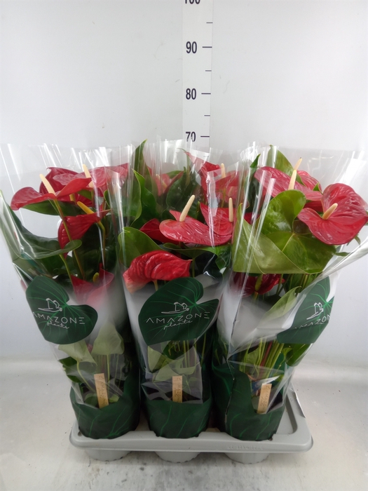 <h4>Anthurium andr. 'Nevada'</h4>