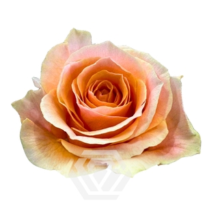 R GR FELICITY