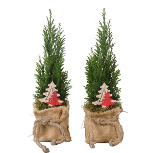 PTK25135 Ellwoodii in jute met decoratie