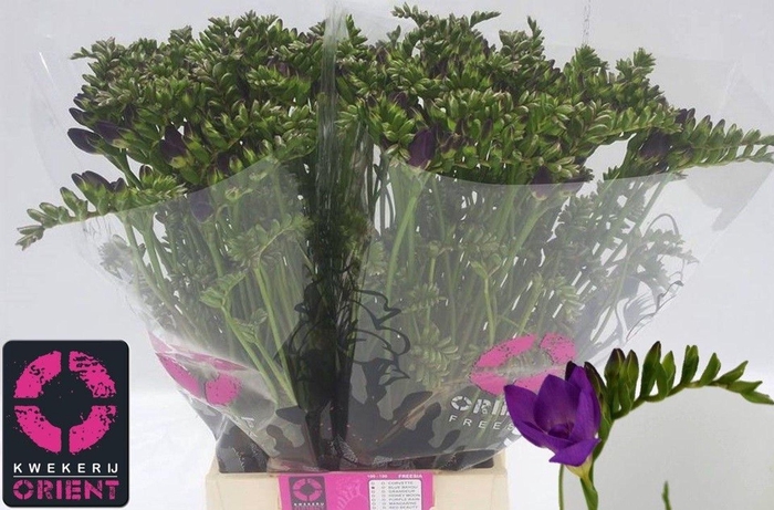 <h4>Freesia du Blue Bayou</h4>