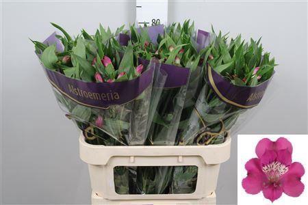 <h4>Alstroemeria  'Casanova'</h4>
