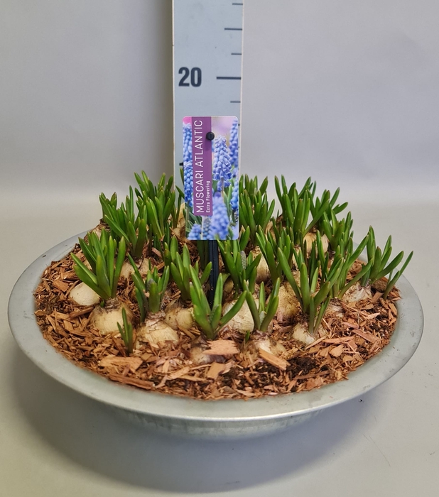 <h4>Bol op pot Muscari Atlantic in zinken schaal 29cm</h4>